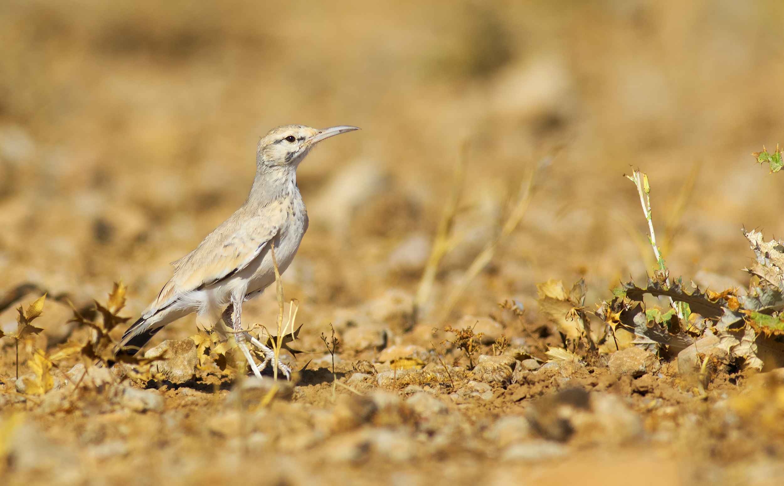 Greater Hoopoe-Lark